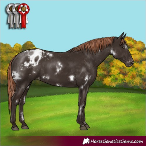 Horse Color:White Spotted Liver Chestnut Appaloosa Rabicano 