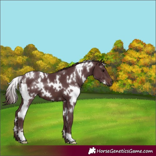 Horse Color:White Spotted Chocolate Brown 