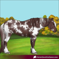 Horse Color:White Spotted Chocolate Brown