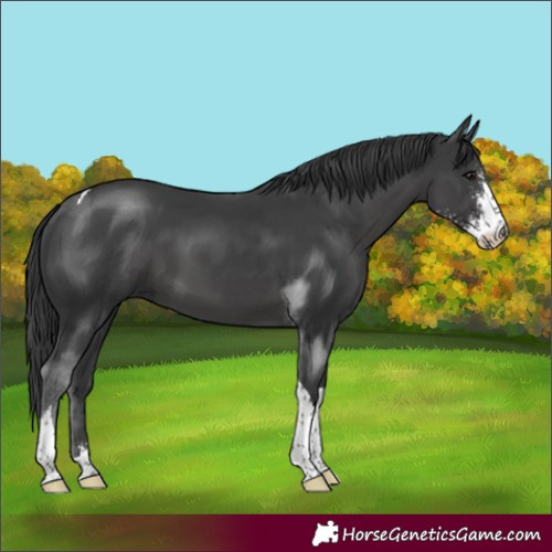 Horse Color:Black Sabino Tobiano 