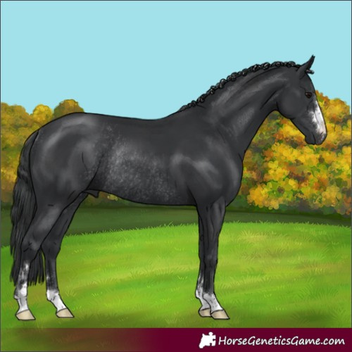 Horse Color:Black Rabicano