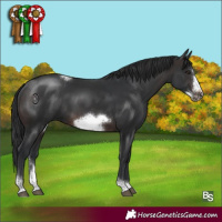 Horse Color:Brown Sabino Tobiano Frame 