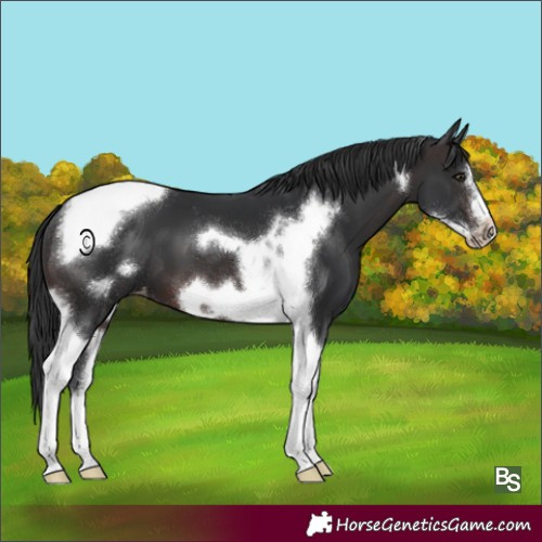 Horse Color:Brown Tobiano Frame Appaloosa 