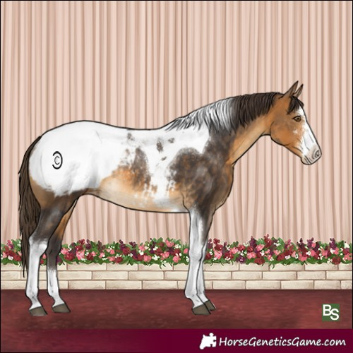 Horse Color:Buckskin Sabino Tobiano Appaloosa Rabicano 
