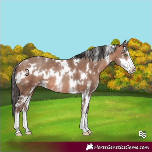 Horse Color:White Spotted Sable Champagne Sabino 
