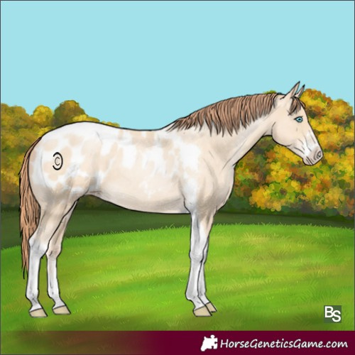 Horse Color:Sable Cream Champagne Pearl Sabino Tobiano Appaloosa