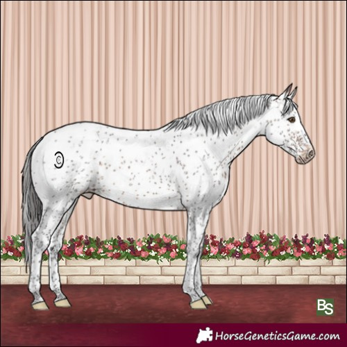 Horse Color:Brown Sabino 