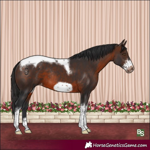 Horse Color:Brown Sabino Tobiano Frame Appaloosa Rabicano 