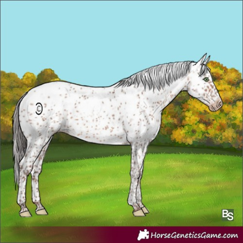 Horse Color:Sable Champagne Sabino Frame Rabicano 