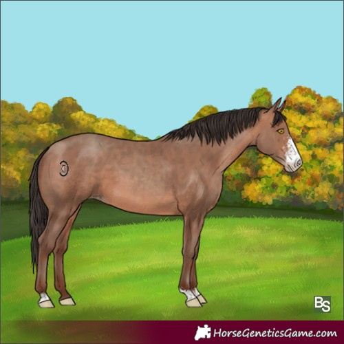 Horse Color:Sable Champagne Sabino