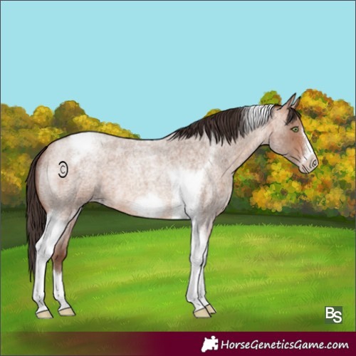 Horse Color:Sable Champagne Roan Tobiano Frame 