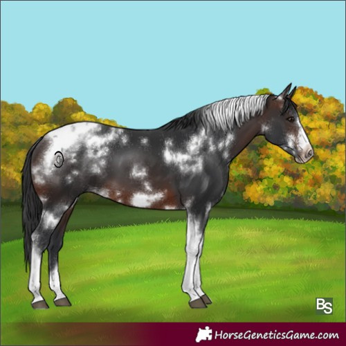 Horse Color:White Spotted Brown Tobiano Frame 