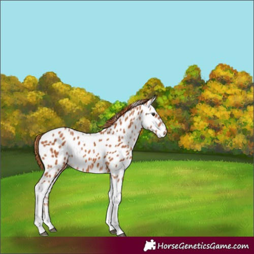 Horse Color:Chestnut Tobiano Appaloosa 