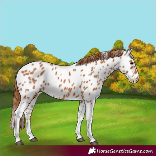Horse Color:Chestnut Tobiano Appaloosa 