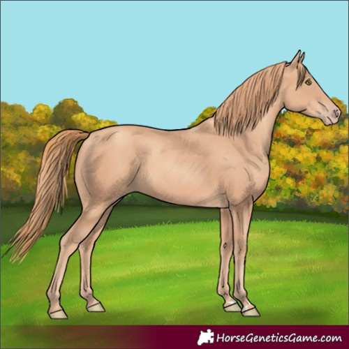 Horse Color:Gold Champagne