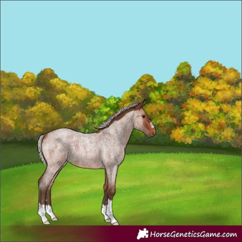 Horse Color:Silver Brown Roan 