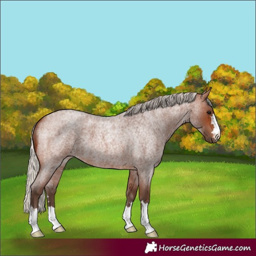 Horse Color:Silver Brown Roan