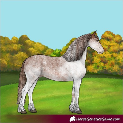Horse Color:White Spotted Chestnut 
