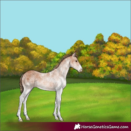 Horse Color:White Spotted Chestnut 