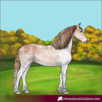 Horse Color:White Spotted Chestnut
