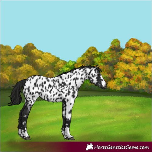 Horse Color:Gray Black Appaloosa 