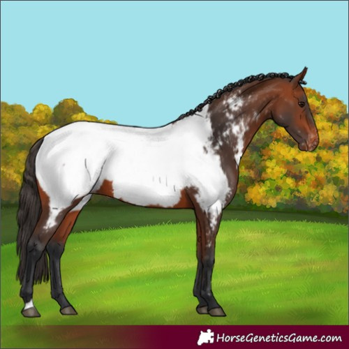 Horse Color:Bay Near Fewspot
