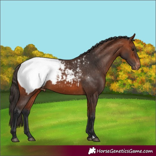 Horse Color:Bay Appaloosa