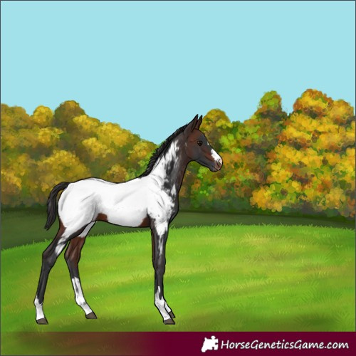 Horse Color:Brown Appaloosa 