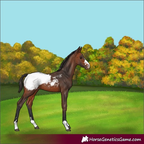 Horse Color:Bay Appaloosa 