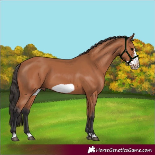 Horse Color:Bay Frame
