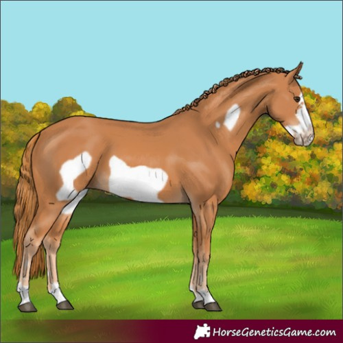 Horse Color:Chestnut Frame 