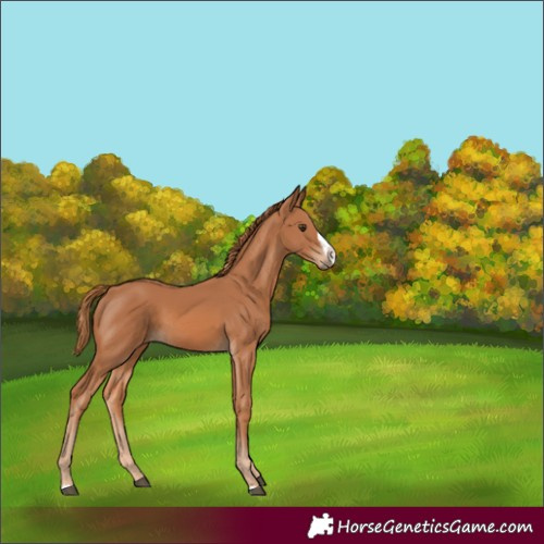 Horse Color:Chestnut Frame