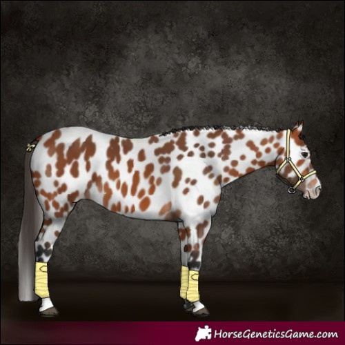 Horse Color:Bay Appaloosa 