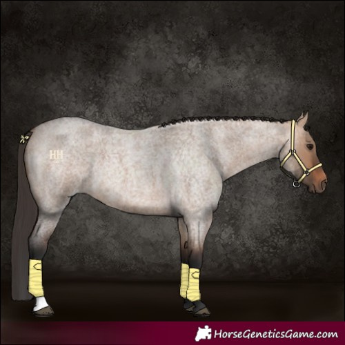 Horse Color:Bay Roan Dun