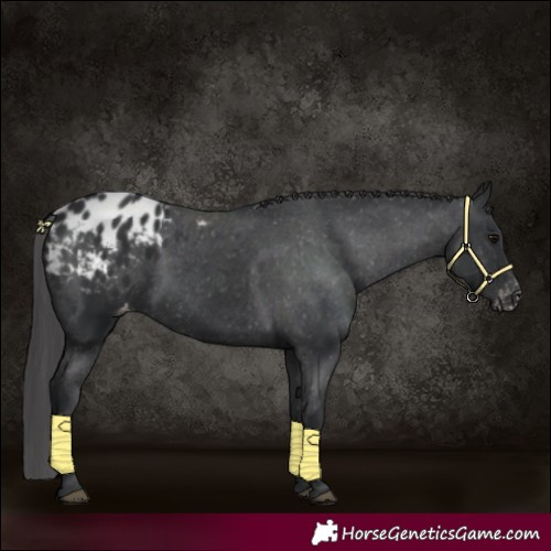 Horse Color:Black Appaloosa 