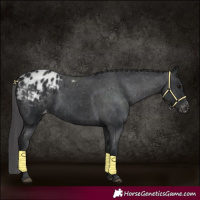Horse Color:Black Appaloosa 
