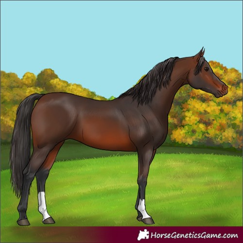 Horse Color:Brown 
