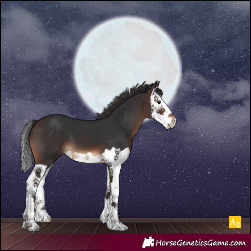 Horse Color:Brown Splash 