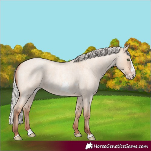 Horse Color:Silver Amber Champagne Roan Dun Splash Frame