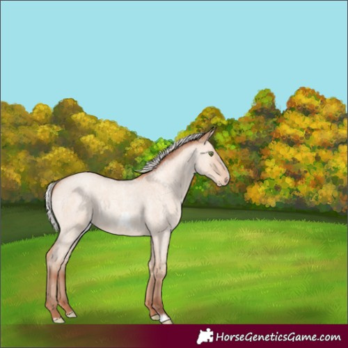 Horse Color:Silver Amber Champagne Roan Dun Splash Frame 
