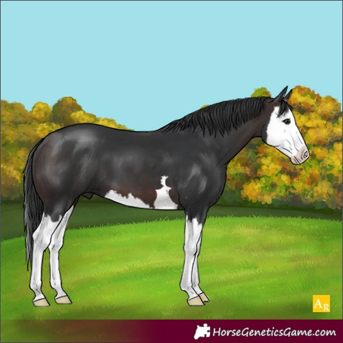 Horse Color:Brown Splash 
