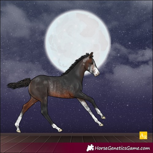 Horse Color:Brown Sabino Rabicano 