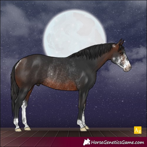 Horse Color:Brown Sabino Rabicano 