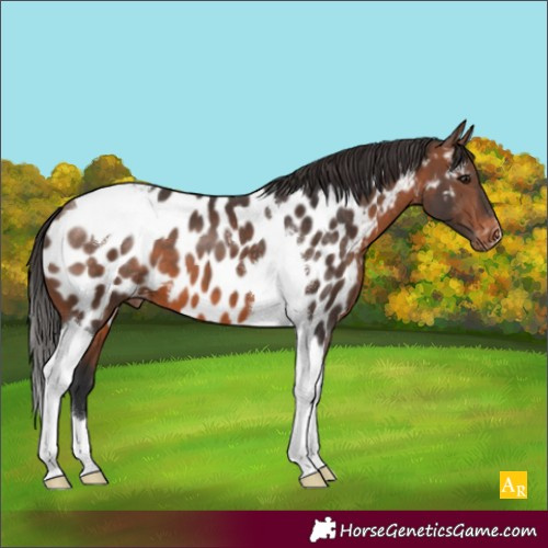 Horse Color:Brown Tobiano Appaloosa 