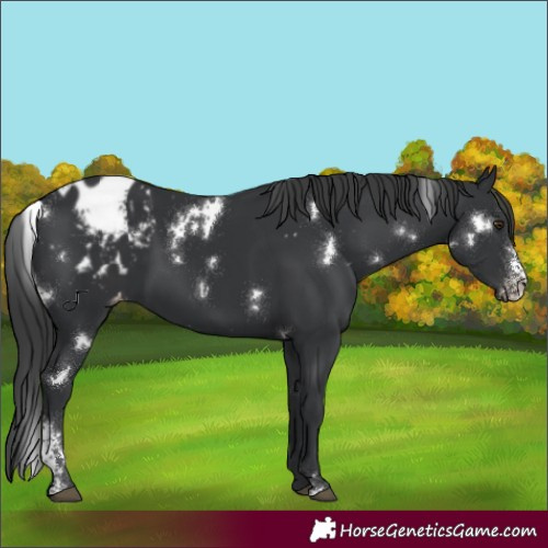 Horse Color:White Spotted Black Sabino Appaloosa 