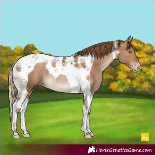 Horse Color:Brown Pearl Tobiano Rabicano
