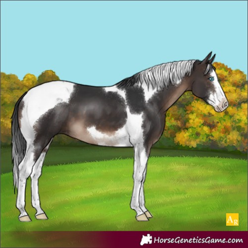 Horse Color:Brown Splash Tobiano