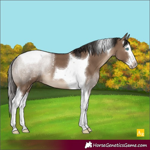 Horse Color:Liver Red Dun Splash Tobiano 