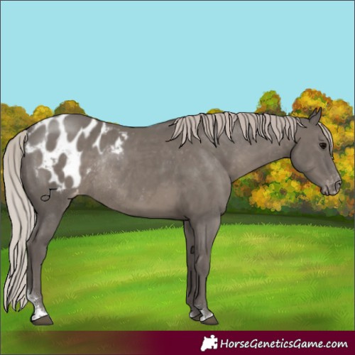 Horse Color:Silver Black Sabino Appaloosa Rabicano 