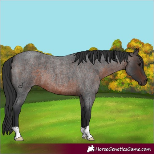 Horse Color:Brown Roan 